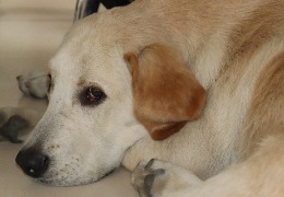 食品原料小百科：小狗會不會得關節(jié)炎？